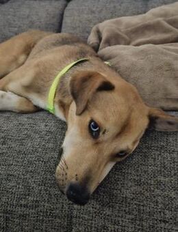 Simon - Sanfter Rüde auf PS in Hessen - Berlin