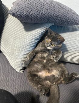 BKH Tortie - Itzehoe