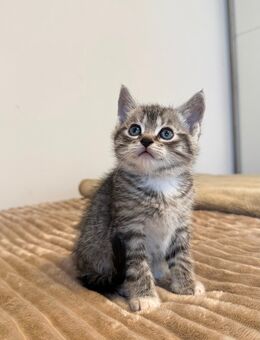 Süße Baby Katze/Kitten - Swisttal