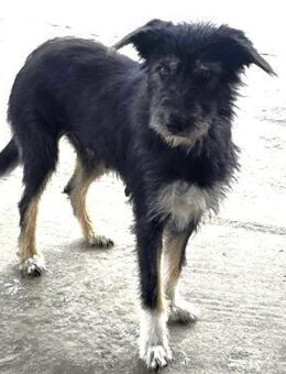 Cheesy ❤️ sehr sozial und verschmust - Velbert