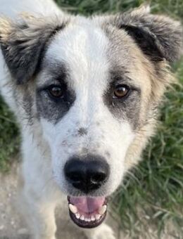 Wesley, geb. ca. 11/2022, Griechenland - Markdorf