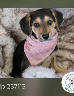 Chip 257113: Hundekind sucht ein Zuhause - Kirchzell