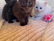 3 Maine Coon Kitten - Dinkelscherben