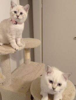 BKH KITTEN nur noch 2 da - Obertshausen