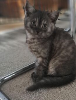 Britisch kurzhaar kitten - Bremen
