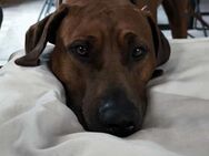 Rhodesian Ridgeback sucht Neues Zuhause mit Familie - Falkensee