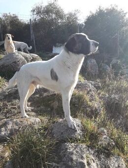 Sasha - der Vergessene im Ziegenstall.. - Mettmann