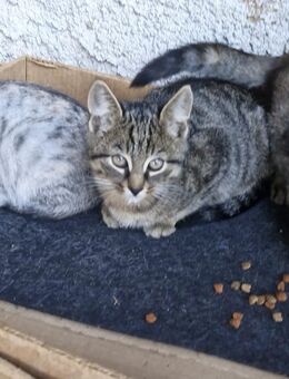 Katzen/Kitten - Anger