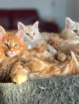 Maine Conn Mädchen - Gräfenthal Zentrum