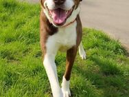 Cayo, 5 Jahre, sucht kompetentes Zuhause - Schwalmtal (Nordrhein-Westfalen)