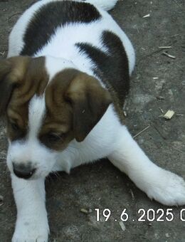Reinrassige Jack Russell Terrier Welpen 10. Wo. - Lonnerstadt