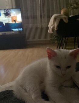 Maine Coon mix BKH Kitten - Stuttgart