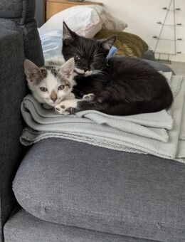 2 Katzenbabys - Eschweiler