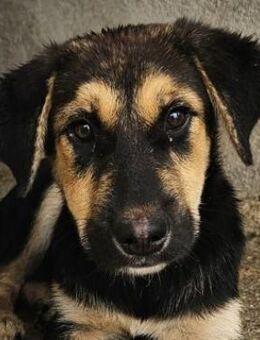 Elphaba, geb. ca. 07/2025, GRIECHENLAND - Euskirchen