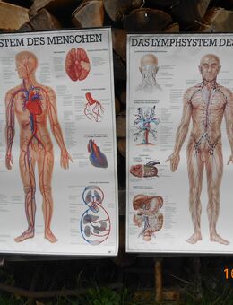4 x Anatomische Lehrkarten für Praxen - München Maxvorstadt
