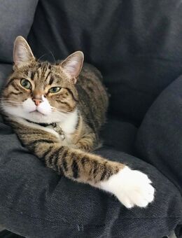 Katze 5 Jahre sucht neues Zuhause - Hamburg