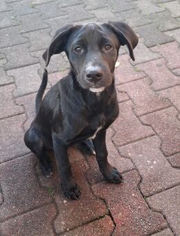 Hundewelpen zu verksufen - Schwarzheide
