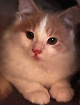 Süßes MaineCoon Mix Kätzchen - Berlin Marzahn-Hellersdorf