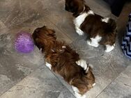 Shih-Tzu Welpen - Lauda-Königshofen