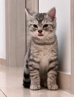 Kitten Kater BKH Mix - Stolberg (Rheinland, Kupferstadt)
