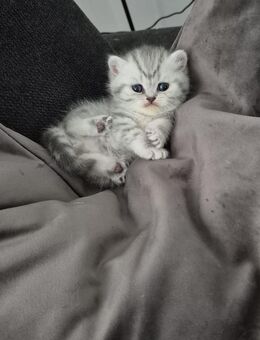 🐾 Britisch Kurzhaar Kitten – geboren am 06.05.2025 - Fürth
