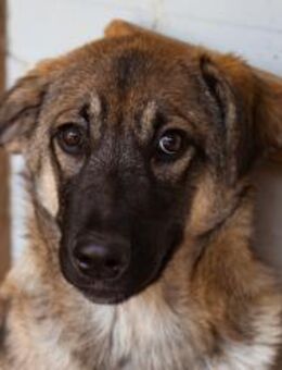 Welpin COCO💖Herzlich.Klug.Zum Liebhaben - Hamburg