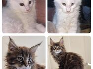 5 Maine Coon Kitten mit Stammbaum geboren am 20.2.2025 und 24.12.2024 - Salzgitter