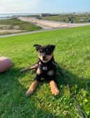 Mittelspitz Chihuahua Mischling in 26506