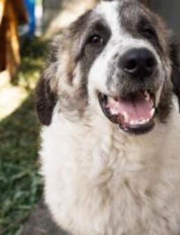 Bunty wartet auf dich - München