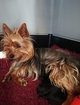 Reinrassige Yorkshire-Terrier mit Ahnentafel - Garrel