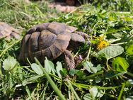 Schildkröte Männchen - griechische Landschildkröte 2019 mit Cites Papieren - Weiden (Oberpfalz) Zentrum