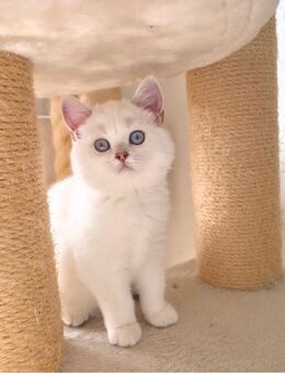BKH kitten mit schönen blauen Augen - Detmold