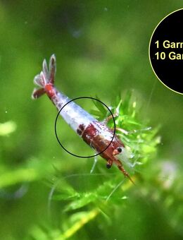 Red Rili Garnele, Zwerggarnele (ab 1,70€) (Versand/ Abholung) - Mechernich