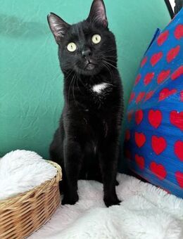 Yoji - kleiner Kämpfer sucht das Glück - Kirchheim (München)