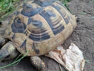 Zwei weibliche Landschildkröte ,je ca 1,5 kg - Wolfsburg