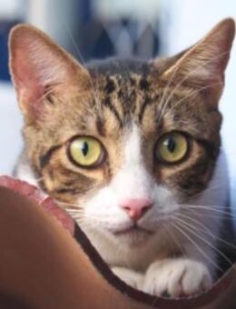 Sanfte, liebe Katze Mica - Karlsruhe