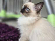 Ragdoll Kitten abgabebereit - Rülzheim