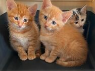 Kitten suchen Familieanschluss - Evessen