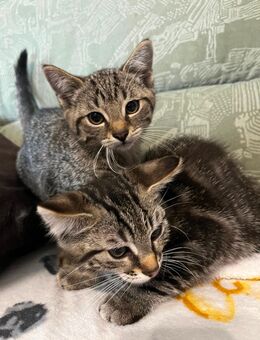 Drei Katerchen, Katzenbabies, Kitten, suchen ein liebevolles Zuhause - Zemmer