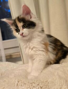 Maine Coon Kitten XXL Reinrasig - Haar