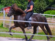 Lakkris Perla vom Kattmannskamp 10j.Islandstute Rappe 5Gänger 137cm - Ladbergen