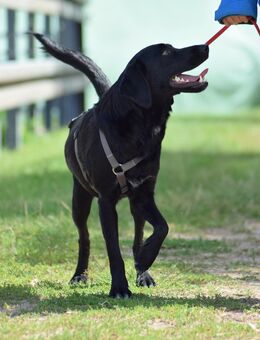 Unser hübscher Labradormischlingsrüde Jonny 1,5 Jahre alt, ca 55 cm , kastr. sucht ein Zuhause - Angern