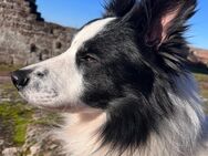 Reinrassiger Border Collie und ein Mischlingsmädchen suchen ein Zuhause - Vorderweidenthal