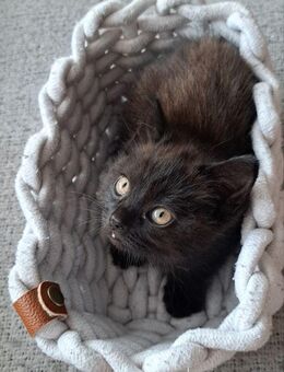 BKH/EKH Mix kitten suchen ihr Traum Zuhause - Laatzen