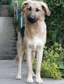 Buffy sucht ihre Familie - Berlin