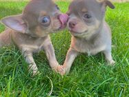 Chihuahua Welpen Rüden reinrassig Lilac Tricolor Kurzhaar suchen liebevolles Zuhause - Lanitz-Hassel-Tal