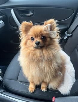 Pomeranian - Backnang Zentrum