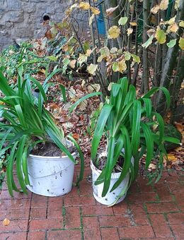 reichblühender Agapanthus - Borgholzhausen