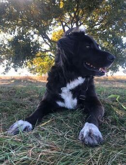 Roxy sucht ihre Familie - Berlin