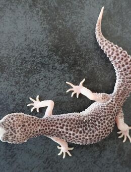 adult zuchtreif Leopardgecko Männchen Weibchen Mack Super Snow Tremper Albino Eclipse Raptor - Berlin